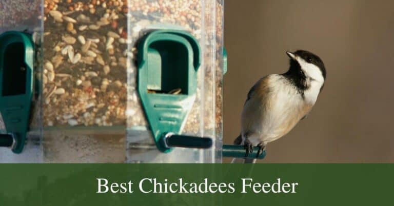 Best bird feeder for chickadees
