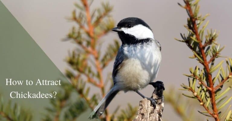 How to Attract Chickadees