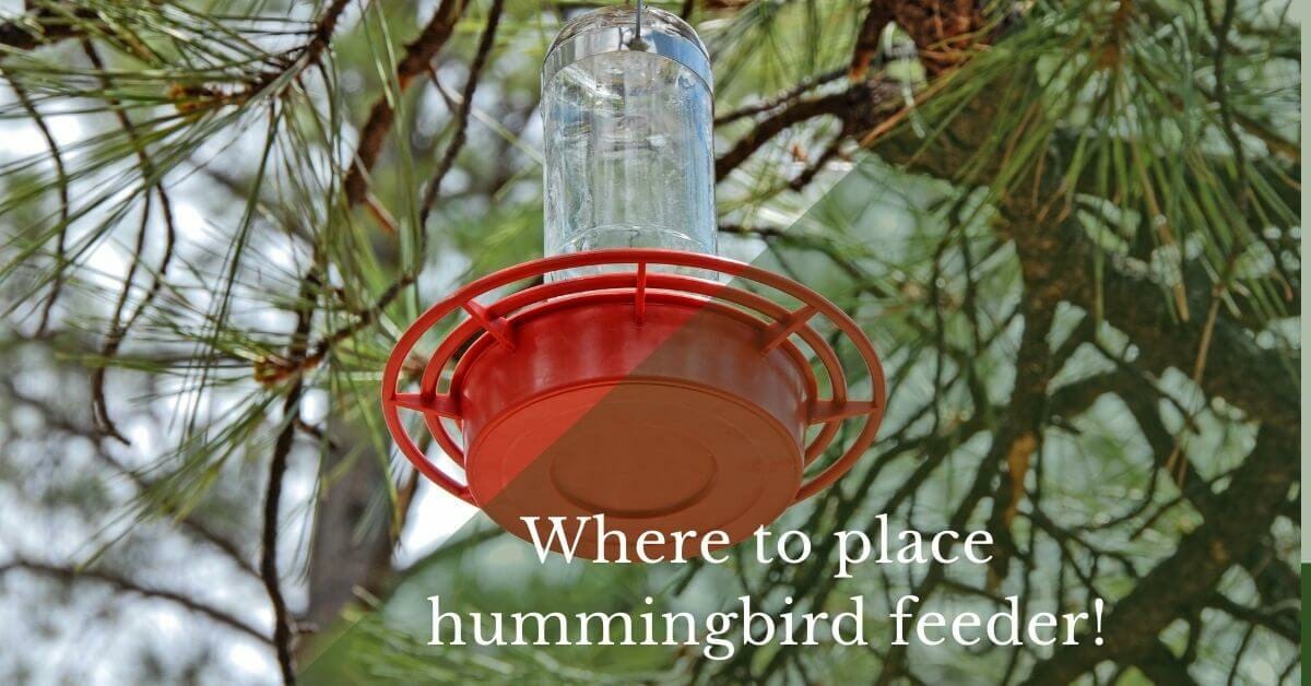 What is the best place to put a hummingbird feeder