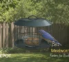 5 Best Bluebird Mealworm Feeder: Expert Tests