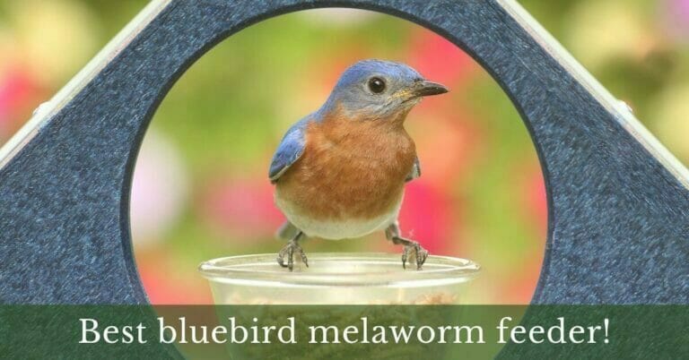 best bluebird mealworm feeder