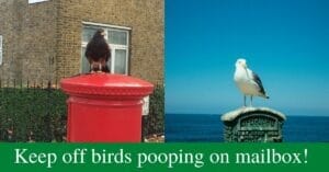 How Do I Keep Birds From Pooping On My Mailbox?