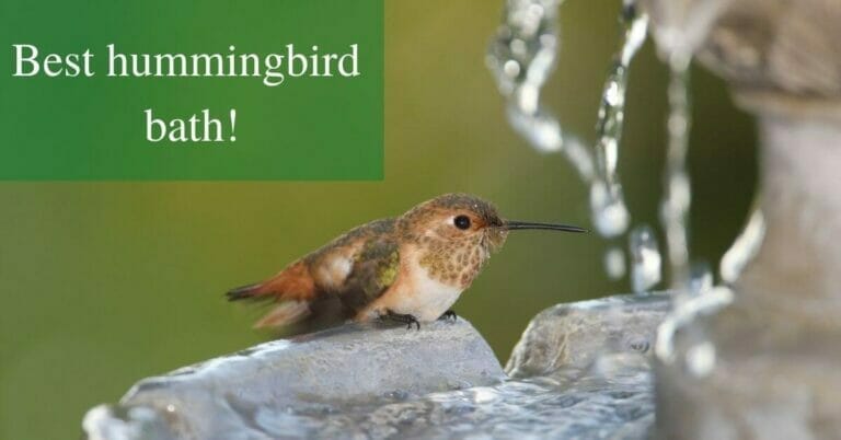 Best bird baths for hummingbirds