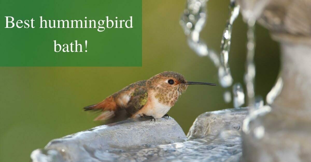 5 Best bird baths for hummingbirds in 2022 BirdsDepot