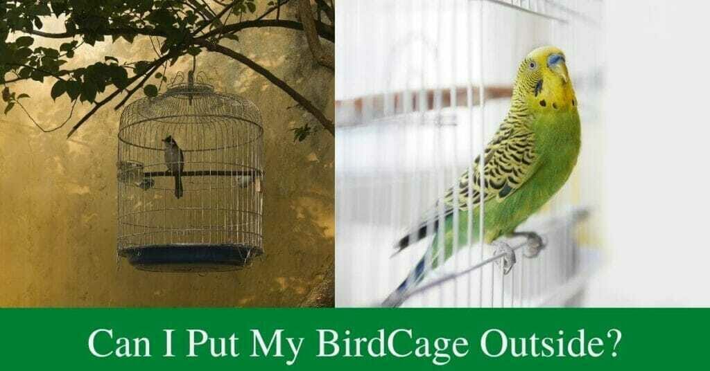 Can I put my bird cage outside? BirdsDepot