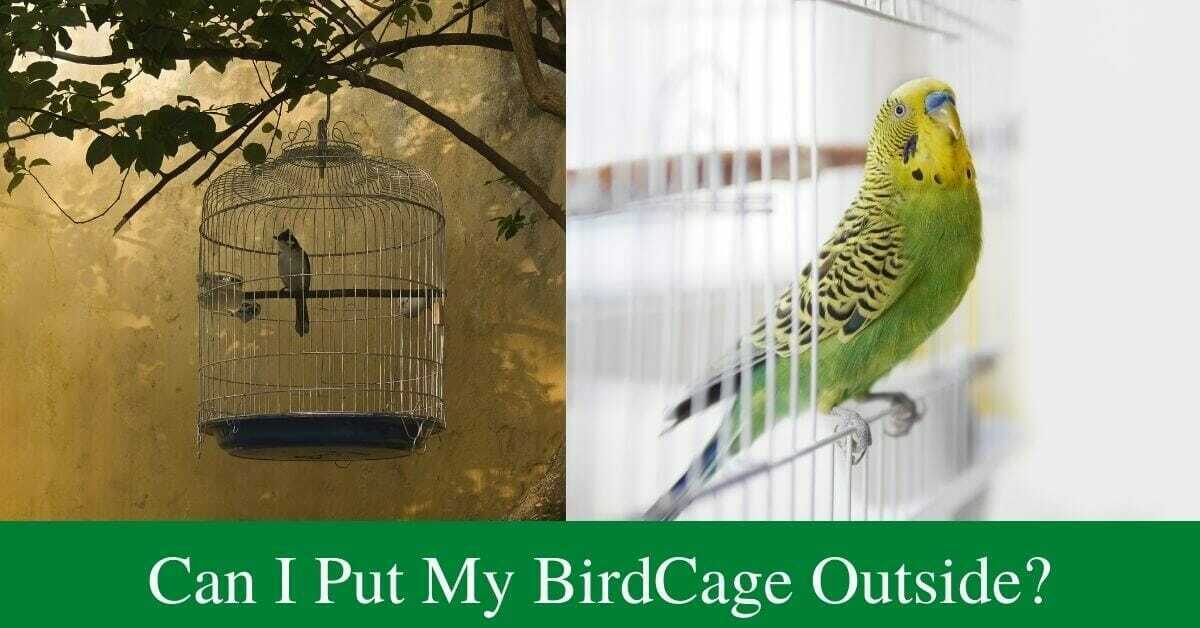 Can I put my bird cage outside? BirdsDepot