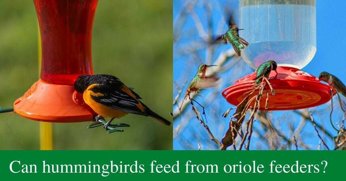 Can hummingbirds feed from oriole feeders