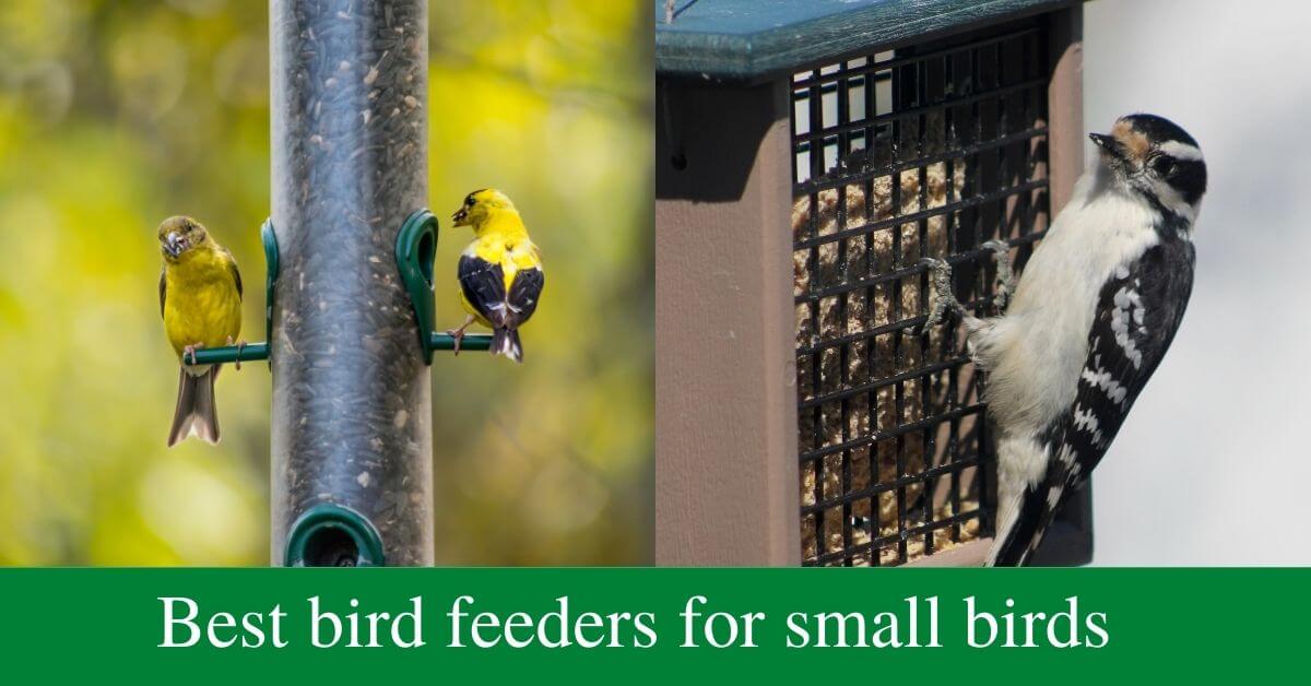 Best bird feeders for small birds