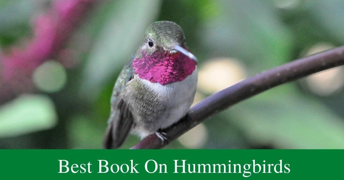Best book on hummingbirds