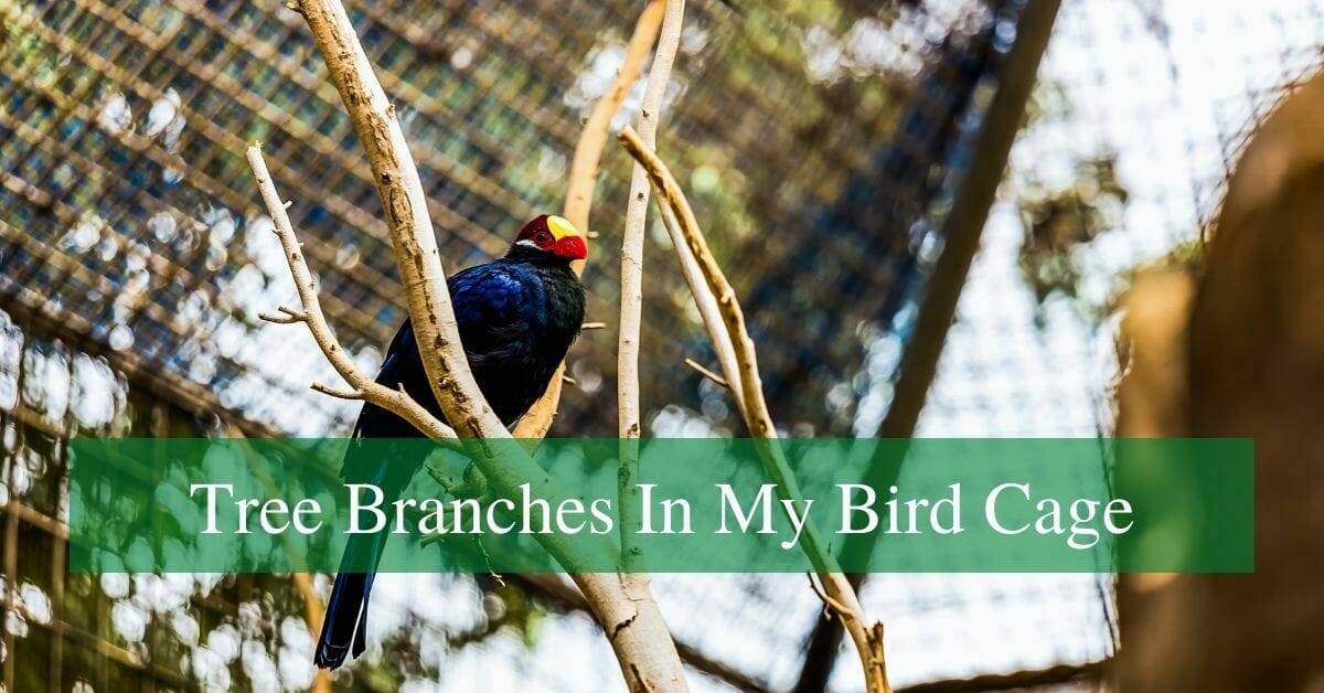 Can I Put Tree Branches In My Bird Cage? BirdsDepot