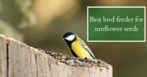 8 Best Bird Feeder For Sunflower Seeds In 2022