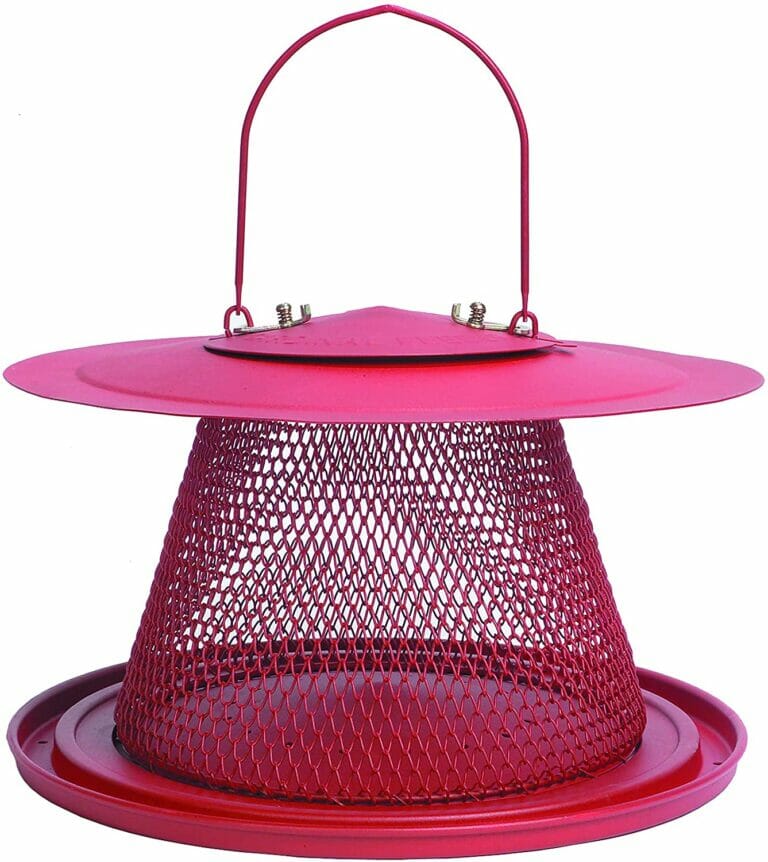 8 Best Bird Feeder For Sunflower Seeds In 2022 BirdsDepot Bird