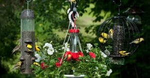 5 Best Deck Bird Feeder In 2022