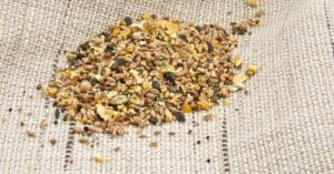 How To Make A Bird Feeder Seed Catcher 2 Ways?