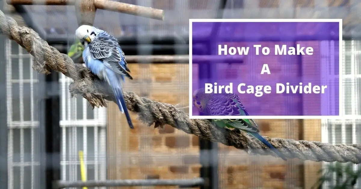 How to make a bird cage divider