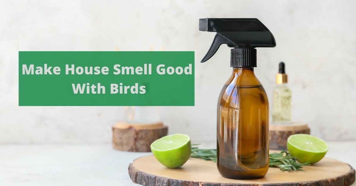 How to make house smell good with birds