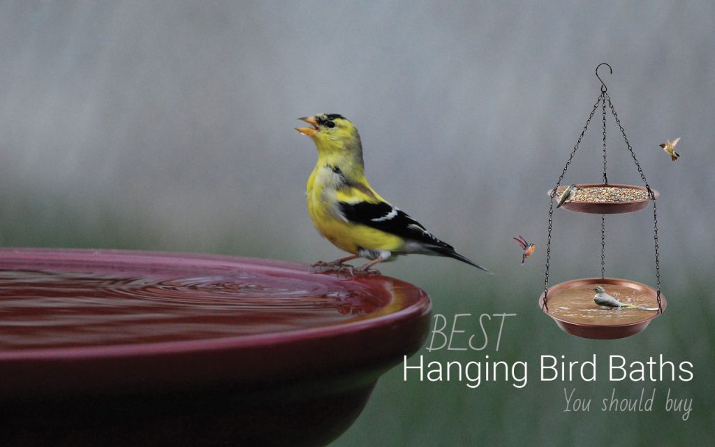 5 Best Hanging Bird Baths In 2022 BirdsDepot