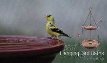5 Best Hanging Bird Baths In 2023
