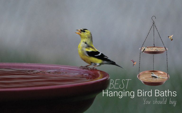 Best Hanging Bird Baths