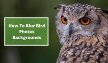 How To Blur Background In Bird Photography?