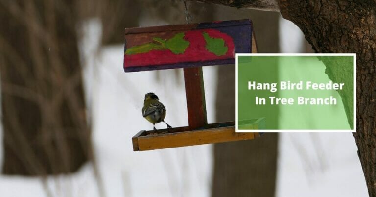 How To Hang A Bird Feeder From A Tree Branch