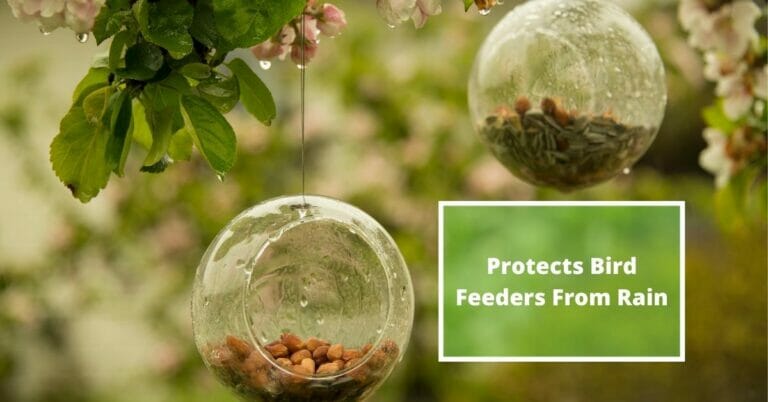How To Protect Bird Feeders From Rain
