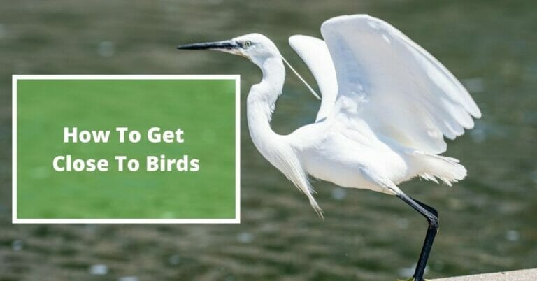 How to get close to birds for photography