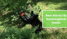 Do Hummingbird Feeders Attract Bears?