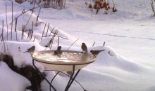 How To Provide Water For Birds In Winter?