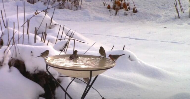 How to provide water for birds in winter