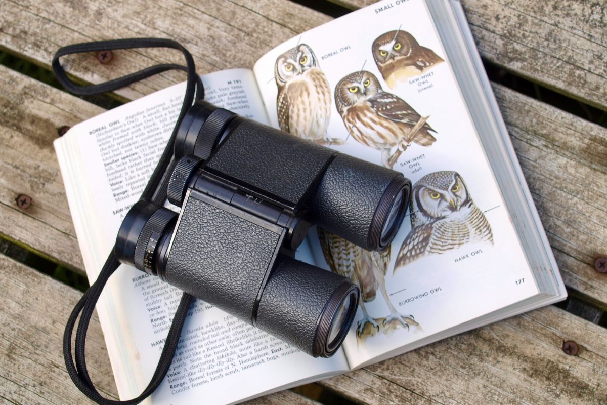 5 Best Lightweight Binoculars for Bird Watching A Buying Guide
