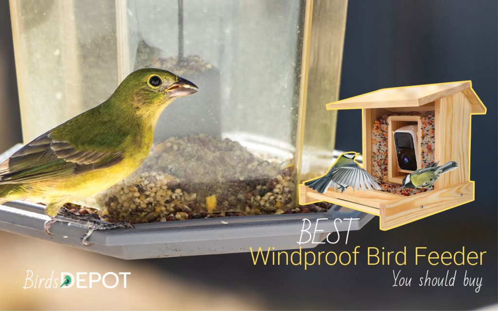 Bird Feeder for Windy Areas