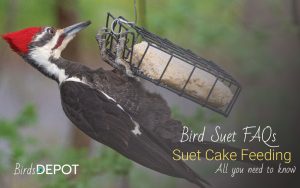 How Long Does Packaged Bird Suet Last? Suet Feeding FAQs