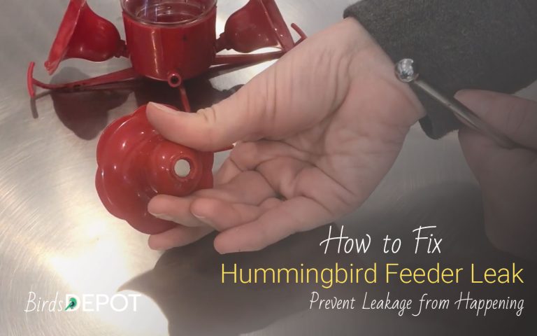 Fix and Prevent Hummingbird Feeder Leak