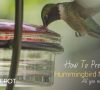 How Long Does Hummingbird Food Last In The Refrigerator? FAQs and Storage Tips