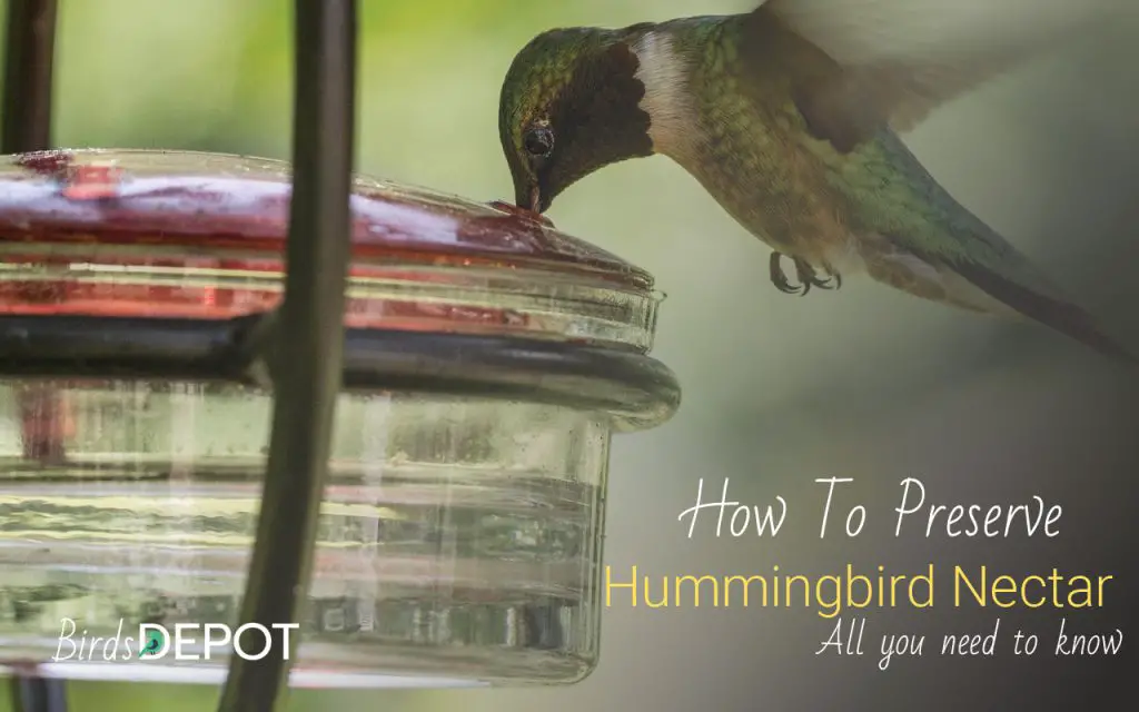 How do I keep hummingbird nectar fresh