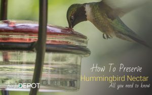 How Long Does Hummingbird Food Last In The Refrigerator? FAQs and Storage Tips