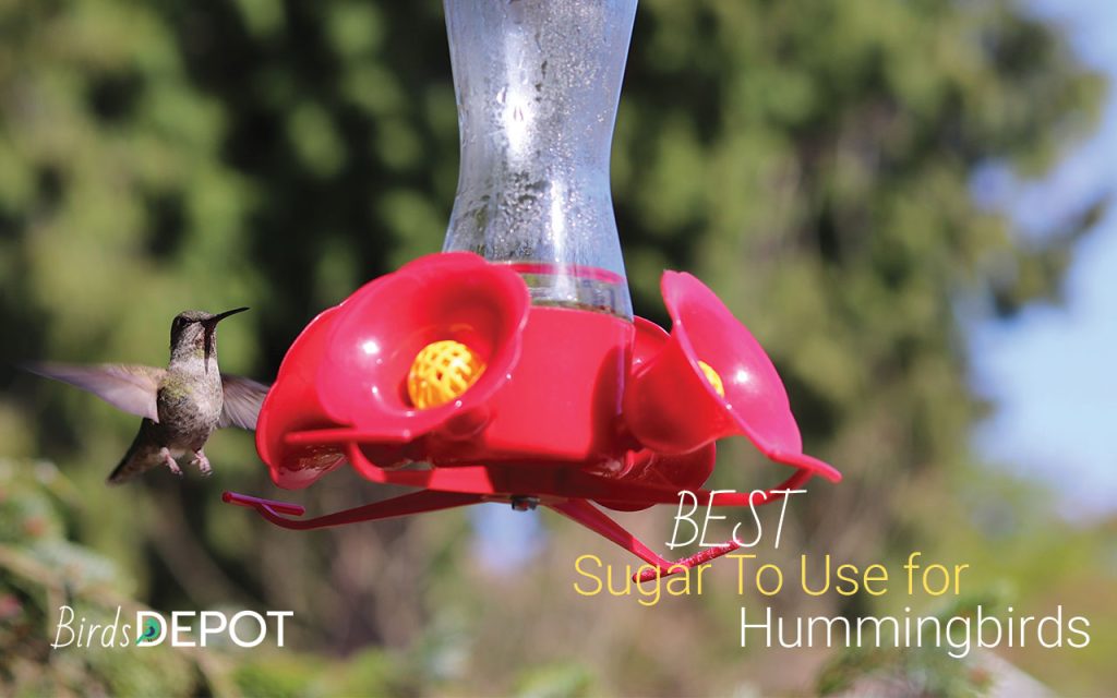 What is the best sugar to use for hummingbirds