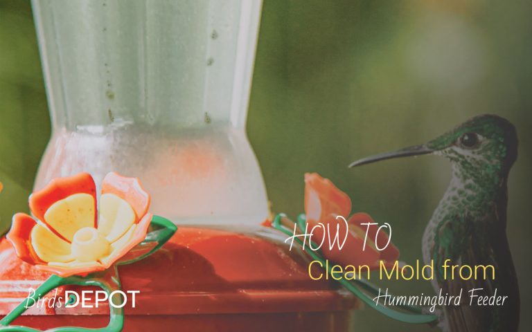 Step by Step Guide to Clean Mold from Hummingbird Feeder