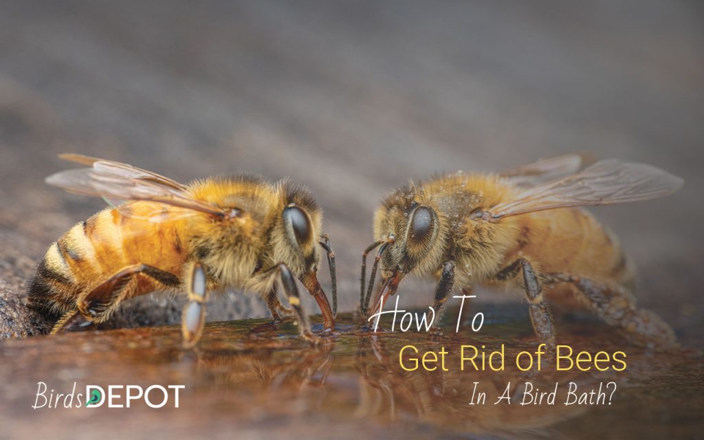 How to Get Rid of Bees in Bird Bath