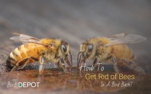Keep Bees Away from Bird Bath: 10 Effective Solutions