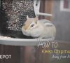 20 Effective Ways to Keep Chipmunks Away from Bird Feeder