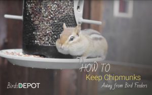 20 Effective Ways to Keep Chipmunks Away from Bird Feeder
