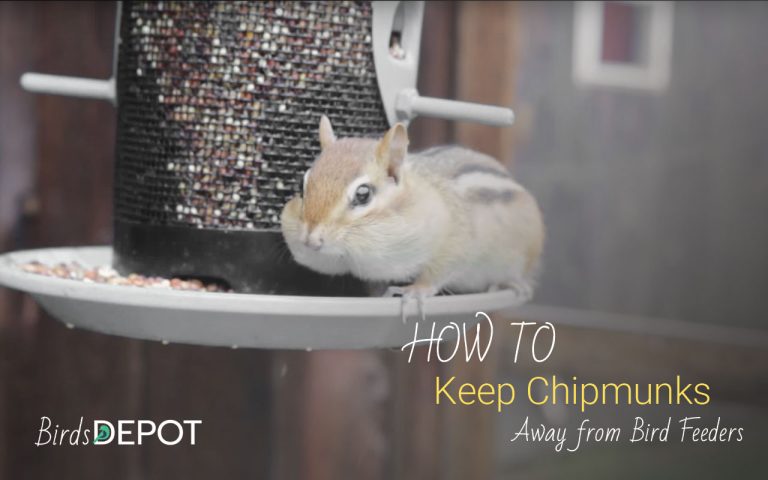 How to keep Chipmunks Away from Bird Feeders