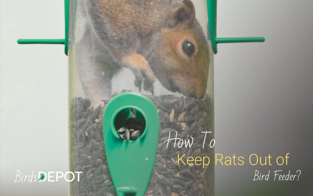 How to Keep Rats Out of bird feeder