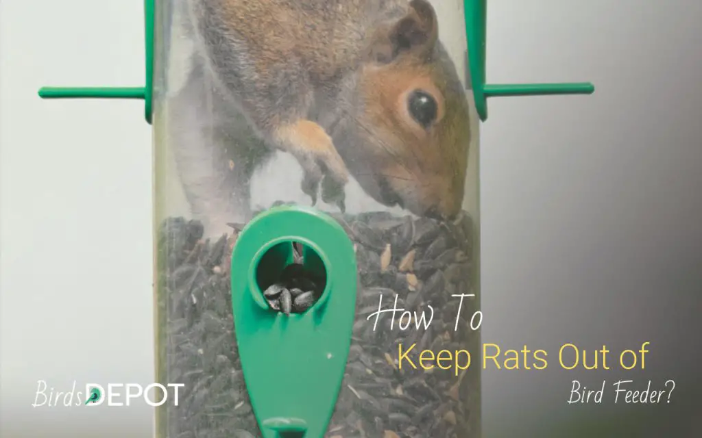 How to Keep Rats Out of bird feeder