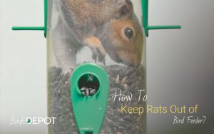 20 Ways to Keep Mice and Rats Away from Bird Feeders