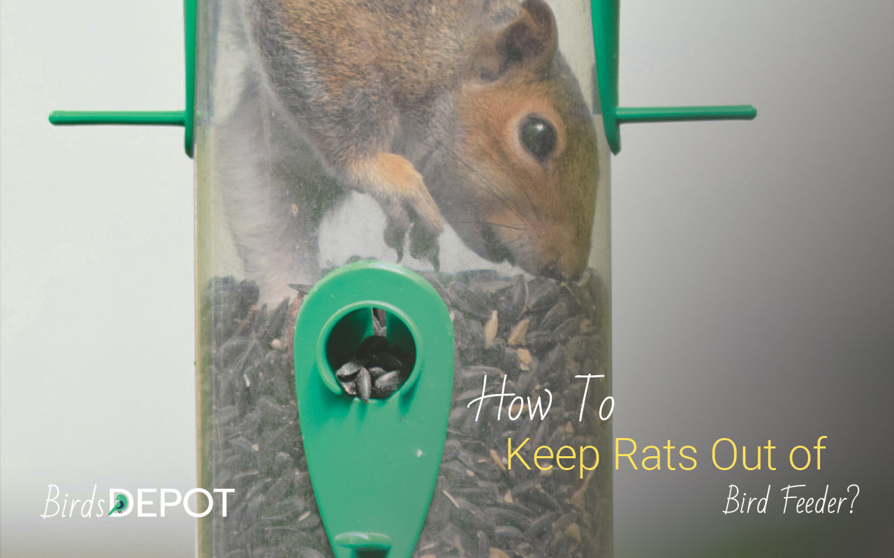 20 Ways to Keep Mice and Rats Away from Bird Feeders BirdsDepot