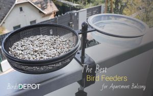 Balcony Bird Feeder: Best Options, Tips & Guide