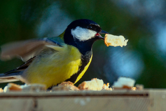 feeding bread to bird is harmful